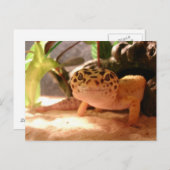 Carte postale Leopard Gecko (Devant / Derrière)