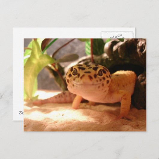 Carte postale Leopard Gecko (Devant / Derrière)