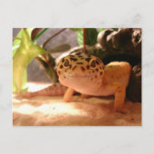 Carte postale Leopard Gecko (Devant)