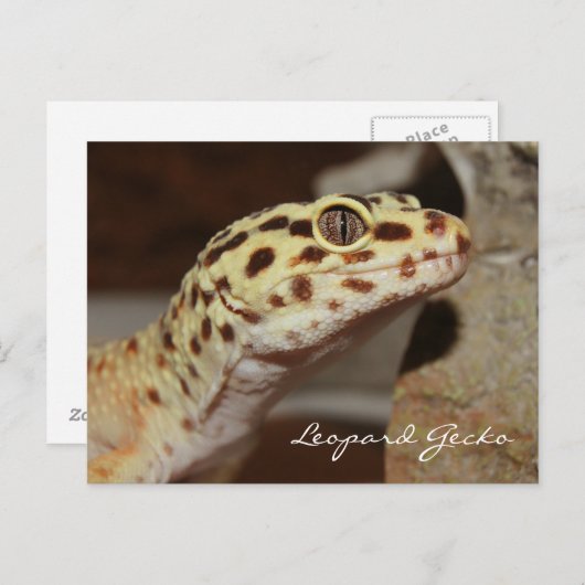Carte postale Leopard Gecko (Devant / Derrière)