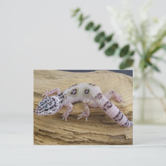 Carte postale Leopard Gecko (Debout devant)