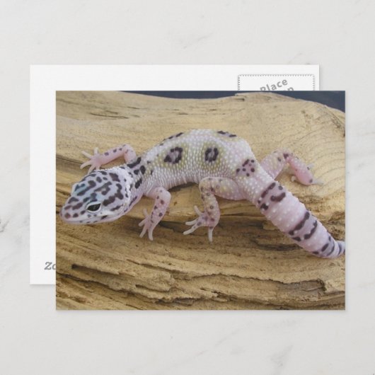 Carte postale Leopard Gecko (Devant / Derrière)