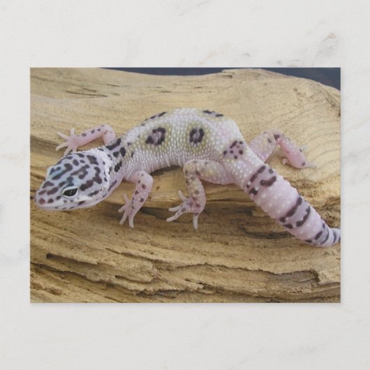Carte postale Leopard Gecko (Devant)
