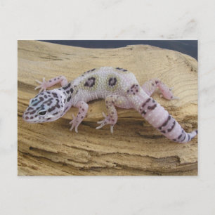 Carte postale Leopard Gecko
