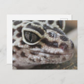 Carte Postale Léopard Gecko Yeux Bouche visage gros (Devant / Derrière)