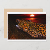 carte postale leopard kitty (Devant / Derrière)