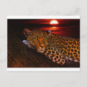 carte postale leopard kitty (Devant)