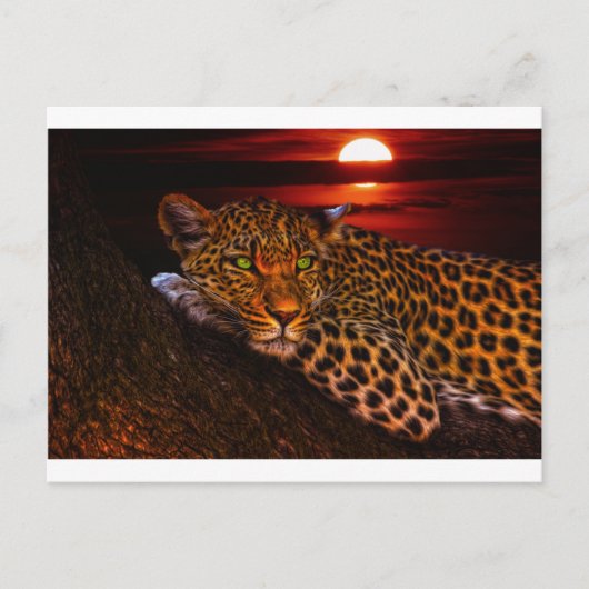 carte postale leopard kitty (Devant)