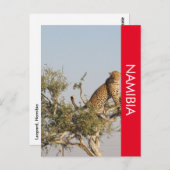 Carte postale Leopard, Namibie (Devant / Derrière)