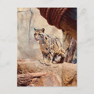 Carte Postale léopard nébuleux image nature faune exotique