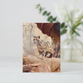 Carte Postale léopard nébuleux image nature faune exotique (Debout devant)