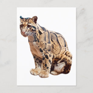 Carte Postale léopard nébuleux photographie jungle grand félin a
