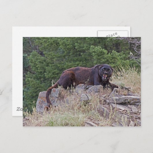 Carte postale Léopard noir (Devant / Derrière)