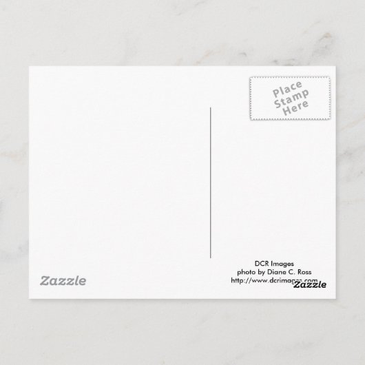 Carte postale Léopard noir (Dos)