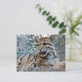 Carte Postale léopard nuageux-1 4x6 (Debout devant)