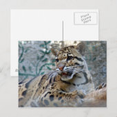 Carte Postale léopard nuageux-1 4x6 (Devant / Derrière)