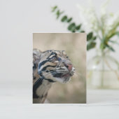 Carte Postale Léopard obscurci (Debout devant)