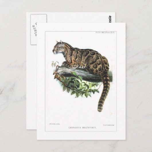 Carte Postale Léopard obscurci (Devant / Derrière)