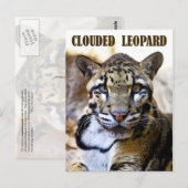 Carte Postale Léopard obscurci (Devant / Derrière)