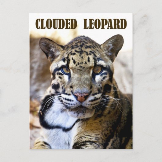 Carte Postale Léopard obscurci (Devant)