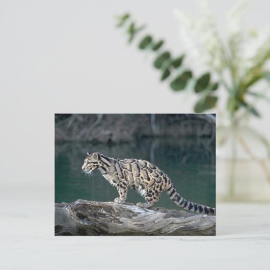 Carte Postale Léopard obscurci (Debout devant)