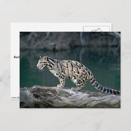 Carte Postale Léopard obscurci (Devant / Derrière)