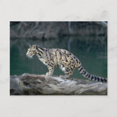 Carte Postale Léopard obscurci (Devant)