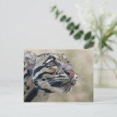 Carte Postale Léopard obscurci (Debout devant)