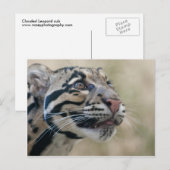 Carte Postale Léopard obscurci (Devant / Derrière)