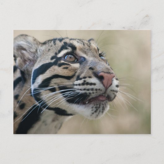 Carte Postale Léopard obscurci (Devant)