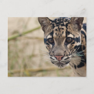 Carte Postale Léopard obscurci