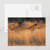 Carte Postale Léopard (Panthera pardus) (Devant / Derrière)