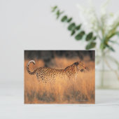 Carte Postale Léopard (Panthera pardus) (Debout devant)
