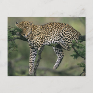 Carte Postale Leopard (Panthera pardus), Kenya, Masai Mara