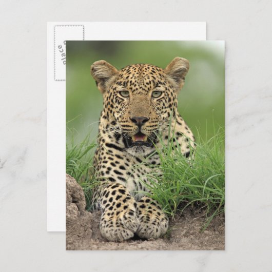 Carte Postale Leopard, Panthera pardus, Sabi Sabi Game (Devant / Derrière)