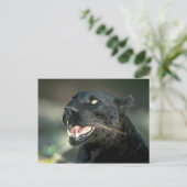 Carte Postale Leopard, phase noire (Debout devant)