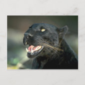 Carte Postale Leopard, phase noire (Devant)