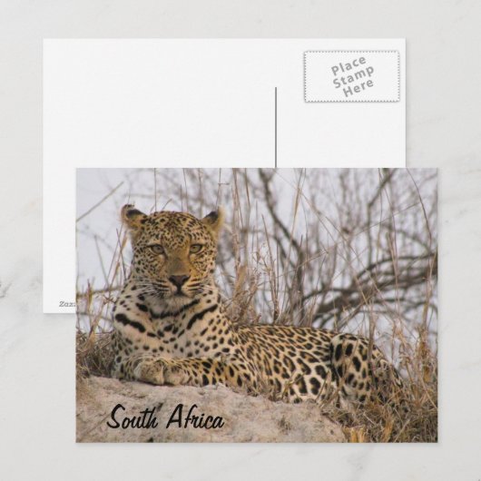 Carte Postale Léopard posé sur un monticule (Devant / Derrière)