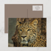 Carte postale Leopard Safari (Devant / Derrière)