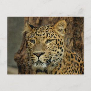 Carte postale Leopard Safari