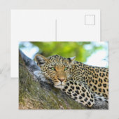 Carte Postale Léopard se reposant dans un arbre (Devant / Derrière)