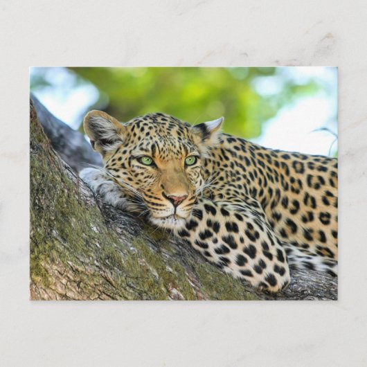 Carte Postale Léopard se reposant dans un arbre (Devant)