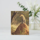 Carte Postale Leopard sur termite Mound en Namibie (Debout devant)