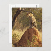 Carte Postale Leopard sur termite Mound en Namibie (Devant / Derrière)
