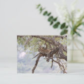 Carte Postale Leopard sur un arbre (Debout devant)