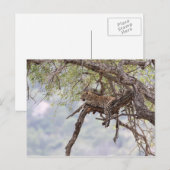 Carte Postale Leopard sur un arbre (Devant / Derrière)