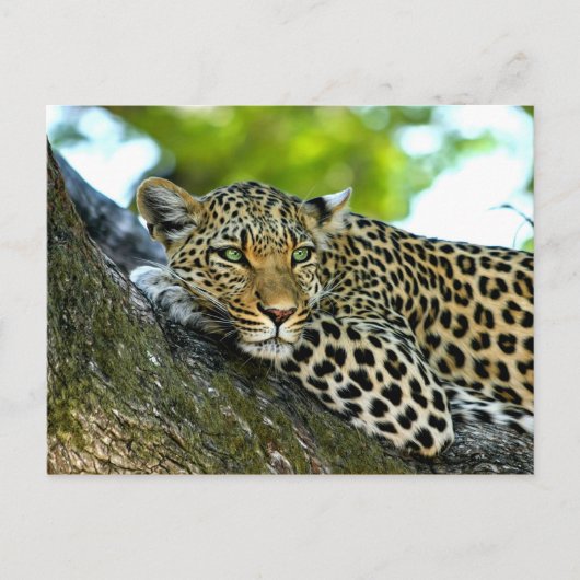 Carte Postale Leopard tacheté (Devant)