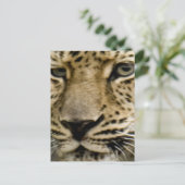 Carte postale Leopard tachetée (Debout devant)