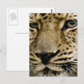 Carte postale Leopard tachetée (Devant / Derrière)