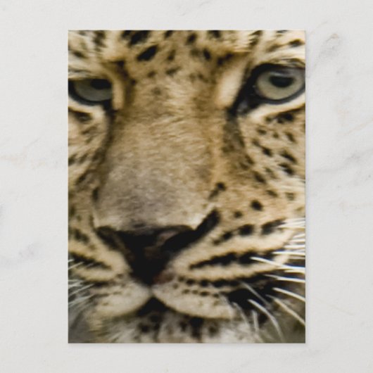 Carte postale Leopard tachetée (Devant)